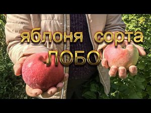 Яблоки высоких вкусовых качеств, сорт Лобо.