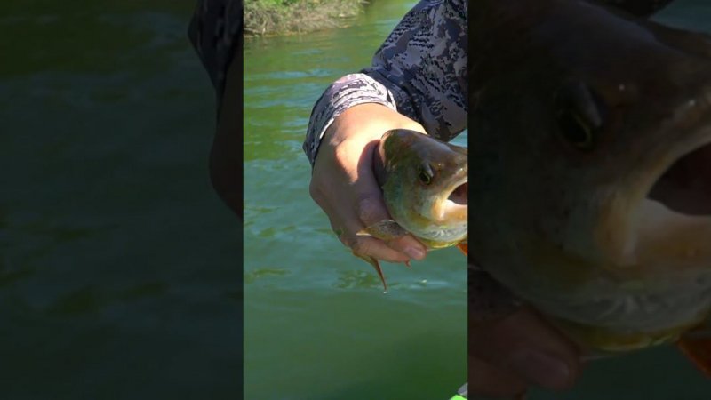 Приличный окунек на JACKALL DIVING CHUBBY #fishing