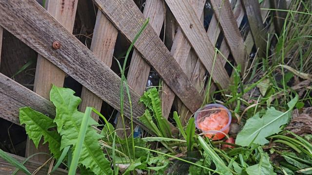 МЫШОНОК КОСТЯ. КОРМИМ С РУК. смотреть онлайн