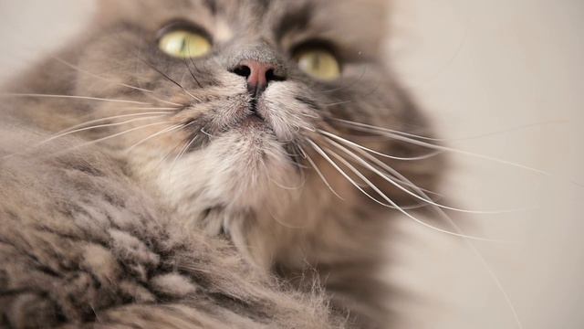 Cat смотреть онлайн