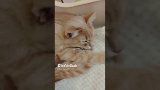 Музыка Маркиза