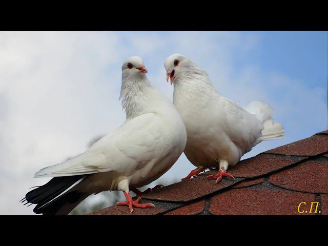 Валерий Шинкаренко Голуби целуются на крыше смотреть онлайн