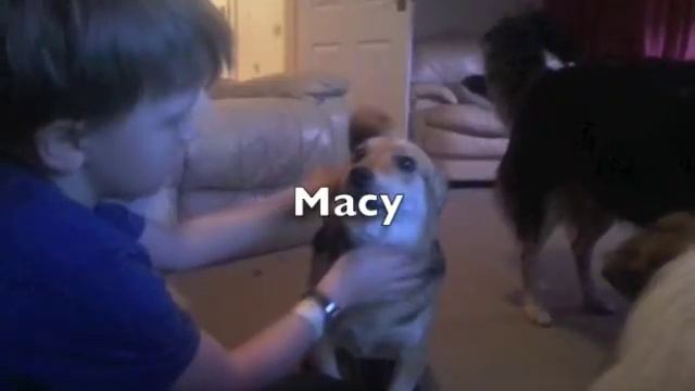 Foster Dogs смотреть онлайн