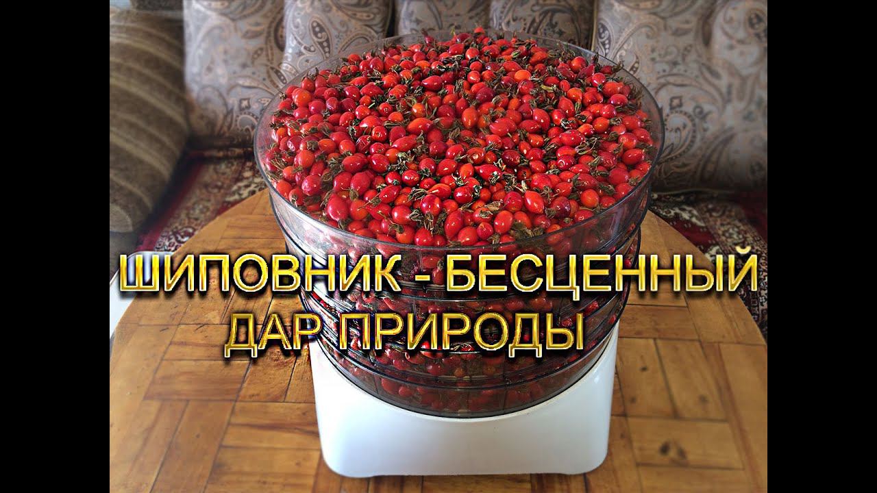Заготовка шиповника на зиму. смотреть онлайн