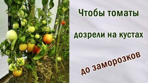 Чтоб томаты вызрели на кустах до заморозков. Что делать, чтобы не дозаривать томаты.