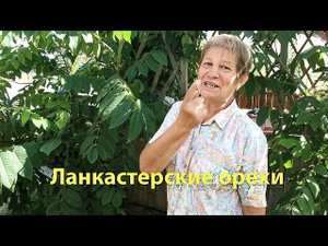 Ланкастерские орехи