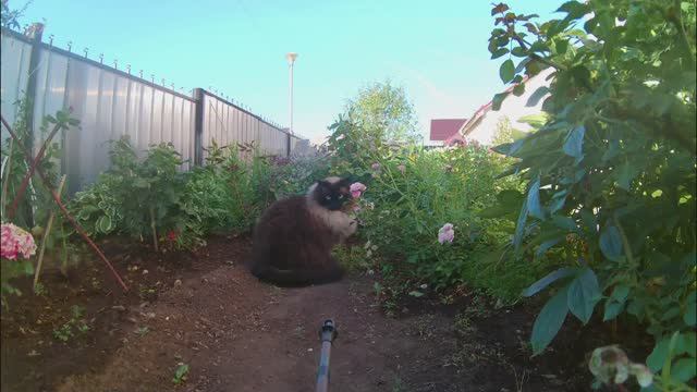 Где ходит котик по утрам