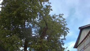 СКВОРЦЫ ЗАСЕЛИЛИ СКВОРЕЧНИКИ И ДАЖЕ ЖИВУТ ПОД КРЫШЕЙ В ПОТОЛКЕ ВИРАНДЫ.