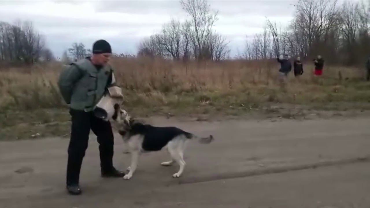 ПРК 17.11.2018 БАРВИТТЕРА НАЙГУР ВЕЛЬКОНТА