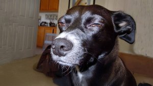 Эти Забавные Животные.
Выпуск №3.