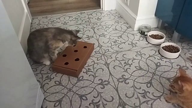 Кошки играют с коробкой с шариками