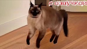 Приколы с котами С ОЗВУЧКОЙ Смешные коты - Самые смешные животные