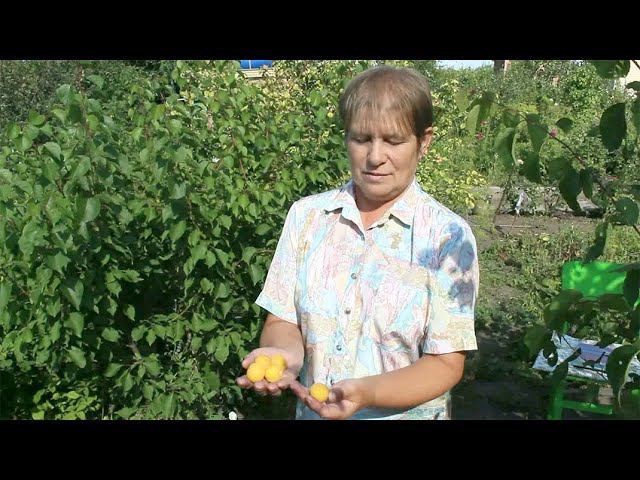Абрикосы в Сибири, г. Омск  avi