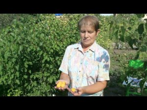 Абрикосы в Сибири, г. Омск  avi