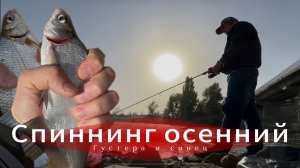 Осенний спиннинг на густеру и синца. Используем спиннинг на белую рыбу. Густера и синец.