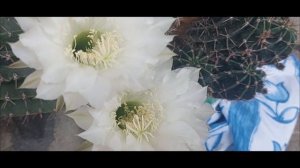 Сказочный цветок 🥀