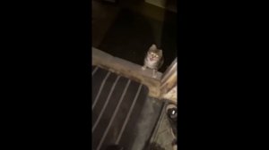 UNUSUAL MEMES COMPILATION V260