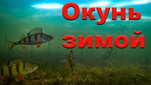 Подлёдная видеосъёмка на рыбалке. Поведение окуня зимой подо льдом. Ice video on fishing