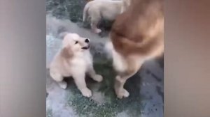 #22 Самые смешные животные. Приколы с котами и собаками