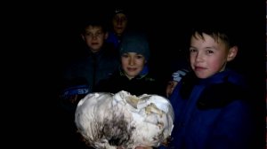 Грибы-мутанты найдены в лесу с.Шихазаны Канашского района/ A huge mushroom-mutant