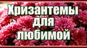 "Хризантемы для моей любимой!" Романтичная и очаровательная мелодия для вас! Смотрите и слушайте!