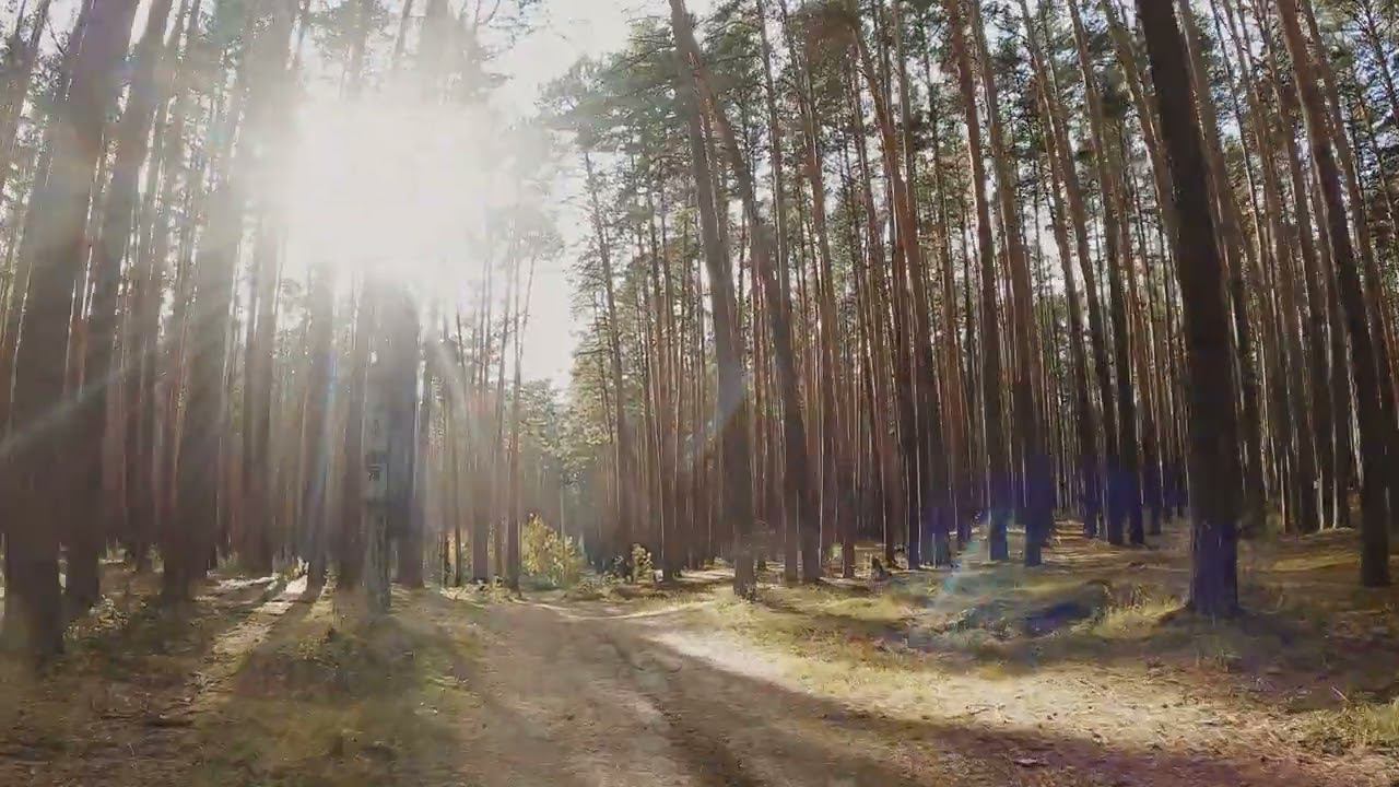 По Тимирязевскому лесу на фэтбайке