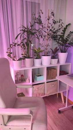 Увеличиваю стеллаж и место для моих цветов  #комнатныецветы #эвкалипты #plants #мастернавсеруки