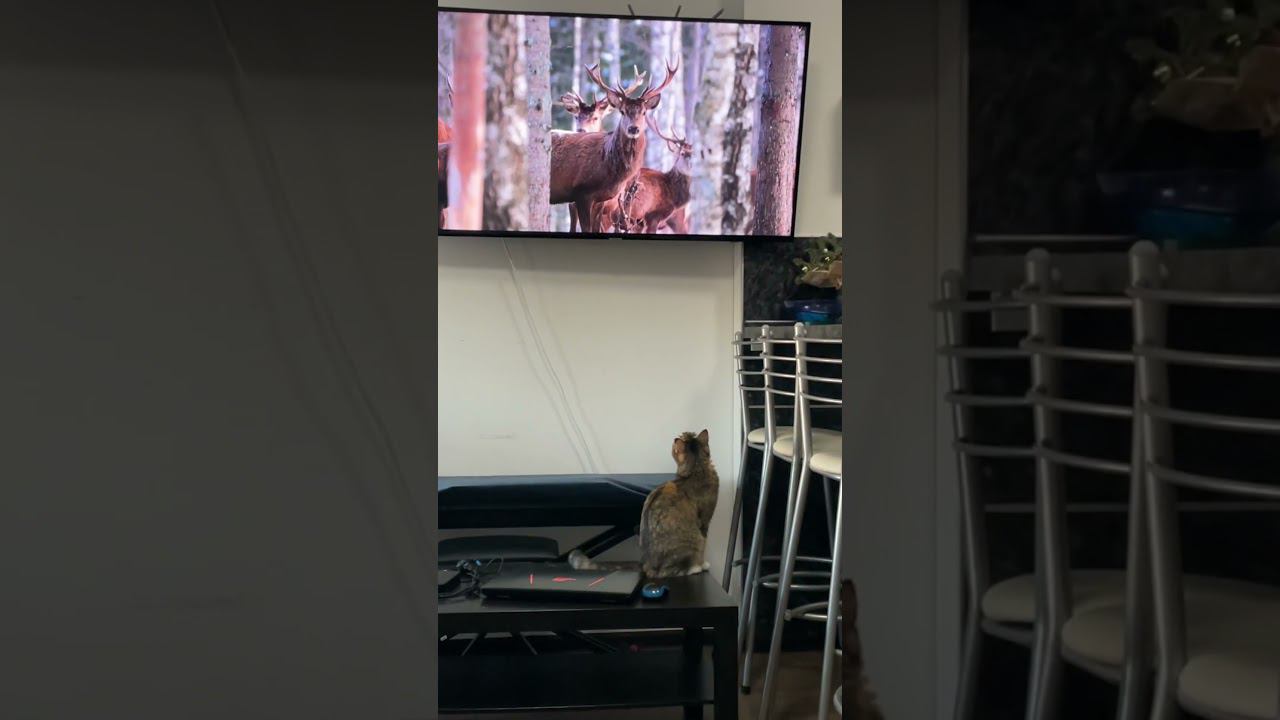 А у нас все без изменений, в любое время дня и ночи Шаня бежит смотреть своих любимых оленей