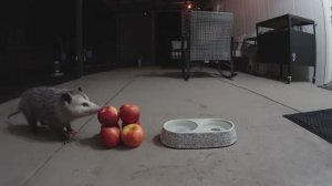 Опоссум ХРУСТИТ яблоком