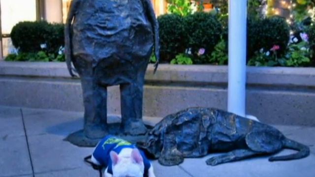 Sunday with Lego (French Bulldog) смотреть онлайн