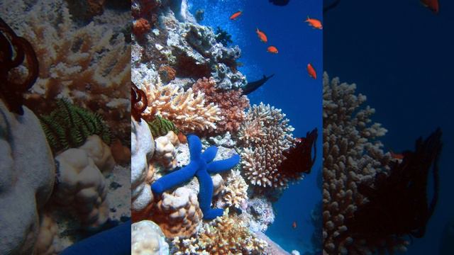 Ecosystems | Wikipedia audio article смотреть онлайн