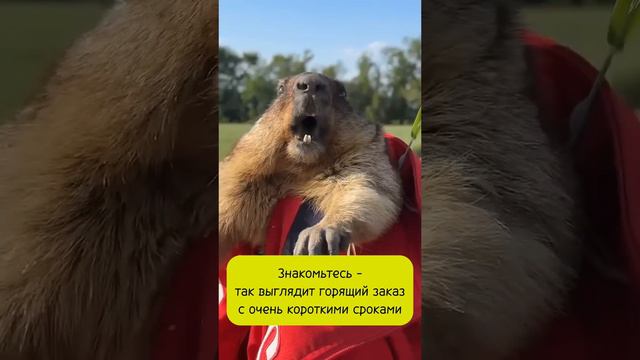 Горящий заказ - знакомьтесь😄