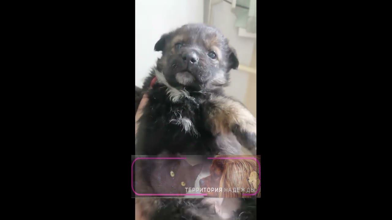 Подарок приюту, четыре щенка, три мальчика и одна девочка, думаем, как их назвать.