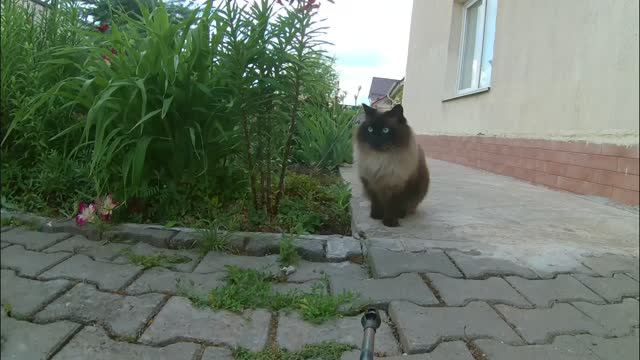 Троллинг кота на игрушечном танке.