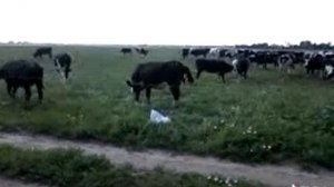Коровы на пастбище под "присмотром" электропастуха.