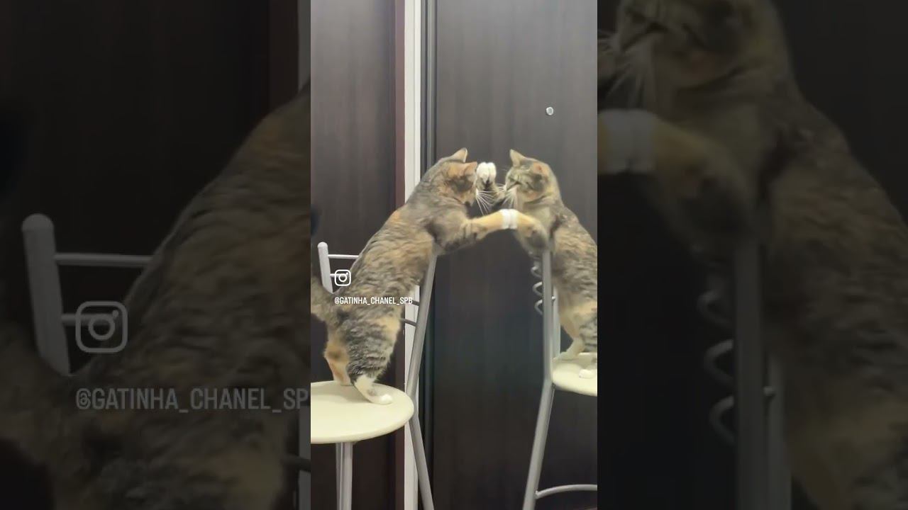 Бой с отражением в зеркале