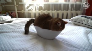 Смешные видео с котами 2024 😸 Смешные коты − Смешные видео про котов и не только.