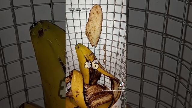 ГМО к чему приВЕЛи полоУМные мУчёные!!!🔥🐦🔥