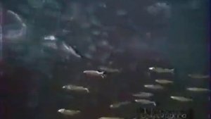 Киножурнал "Хочу всё знать" - Выпуск № С-5