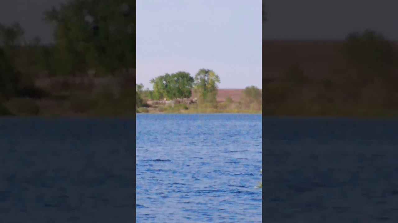 Лебедь