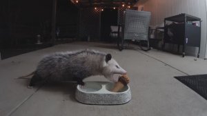 Опоссум потрошит рожок мороженого