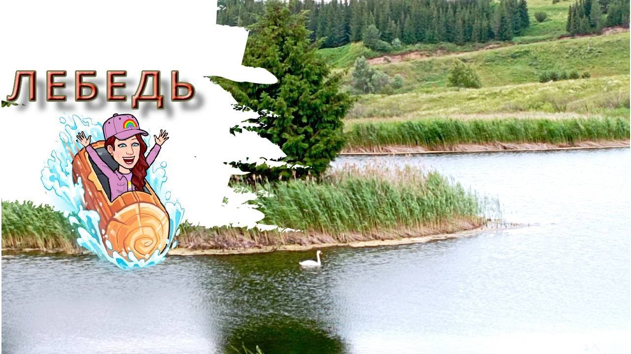 Лебедь