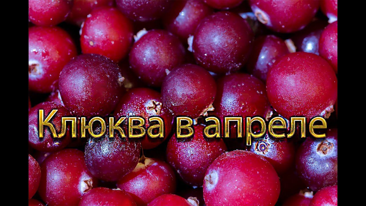 15 апреля, собираем клюкву на даче смотреть онлайн