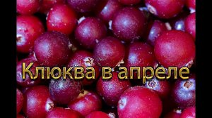 15 апреля, собираем клюкву на даче
