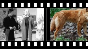 Дикая собака Динго или повесть о первой любви!