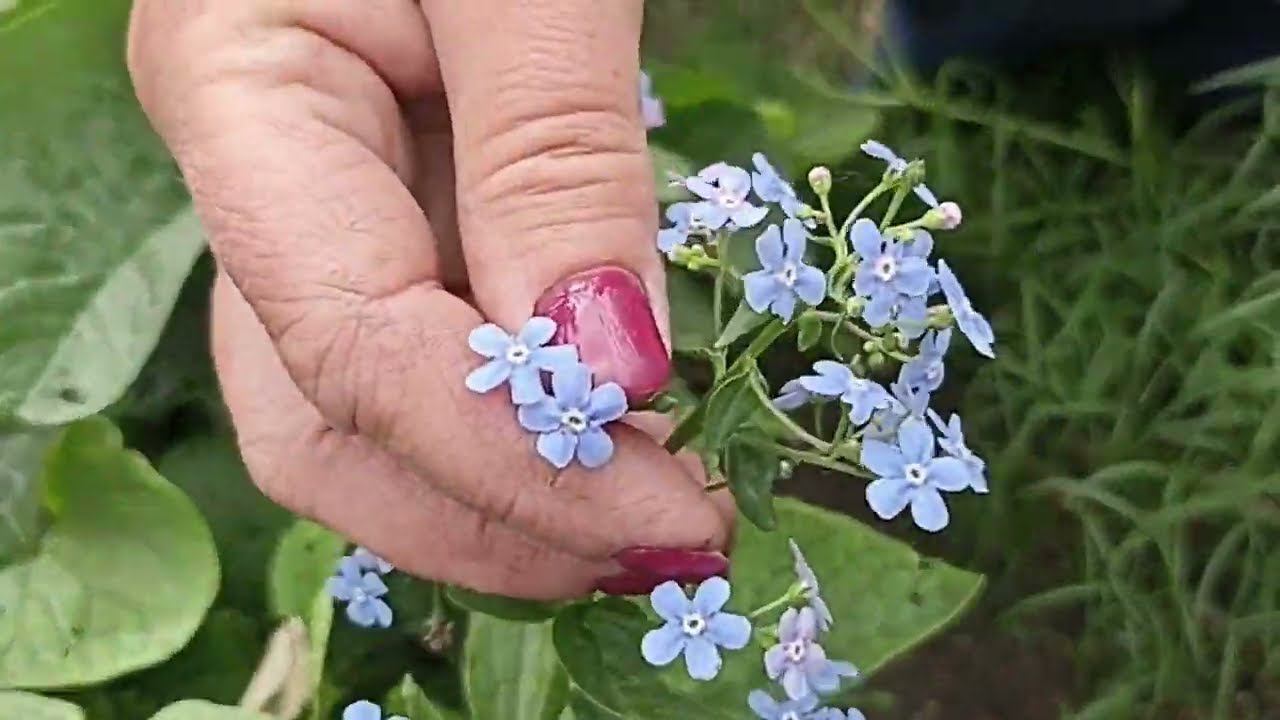 Бруннера сибирская