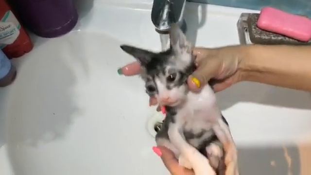 Наш любимый Томик My favorite little kitten Tomik!!! ❤️🤗 смотреть онлайн
