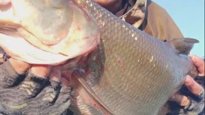 Неманский Корсар, сентябрьским утром. Жерех 4+ . Пакля от первого лица.