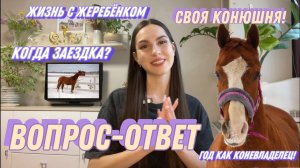 ✨| ВОПРОС-ОТВЕТ |✨ конная версия! Коротко о жизни и воспитании жеребёнка