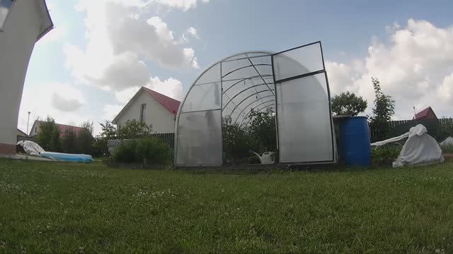 Синекан в огороде